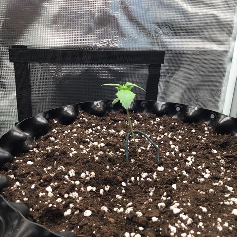 Zkittlez Auto 2022 growlog timeline photo