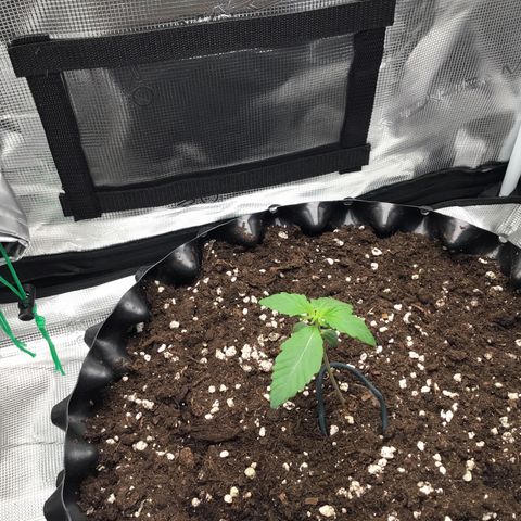 Zkittlez Auto 2022 growlog timeline photo