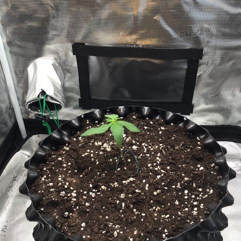 Zkittlez Auto 2022 growlog photo: 20 inches light, 9.5cm seedling
