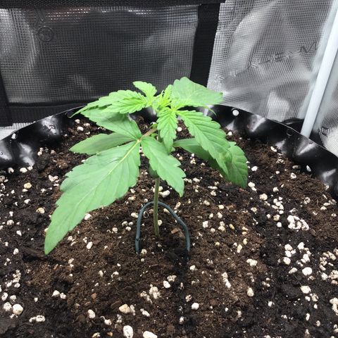 Zkittlez Auto 2022 growlog timeline photo