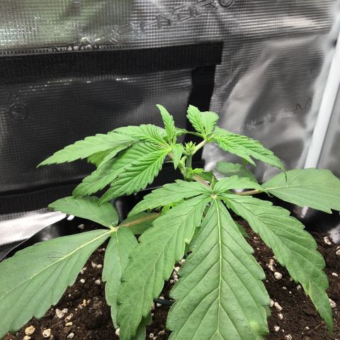 Zkittlez Auto 2022 growlog timeline photo