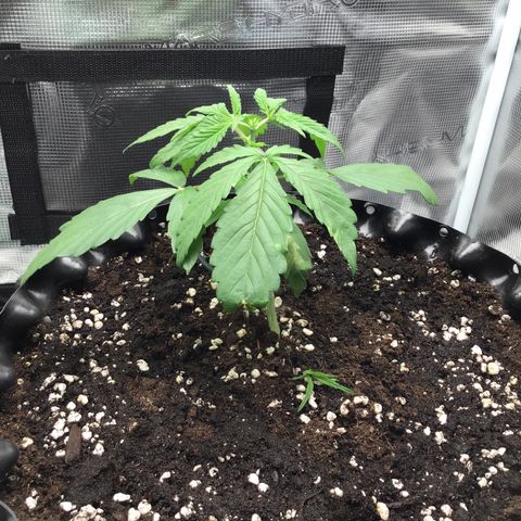 Zkittlez Auto 2022 growlog timeline photo