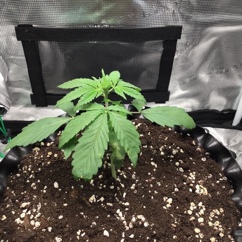Zkittlez Auto 2022 growlog timeline photo