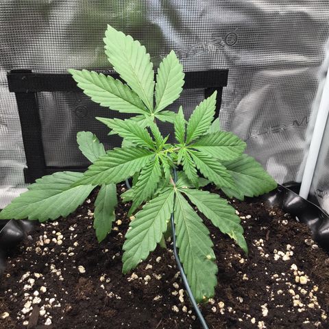 Zkittlez Auto 2022 growlog timeline photo