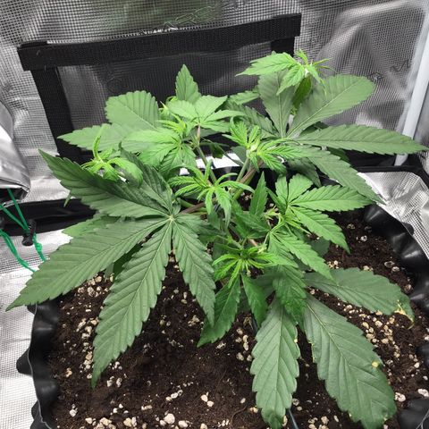 Zkittlez Auto 2022 growlog timeline photo
