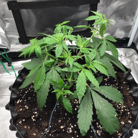 Zkittlez Auto 2022 growlog timeline photo