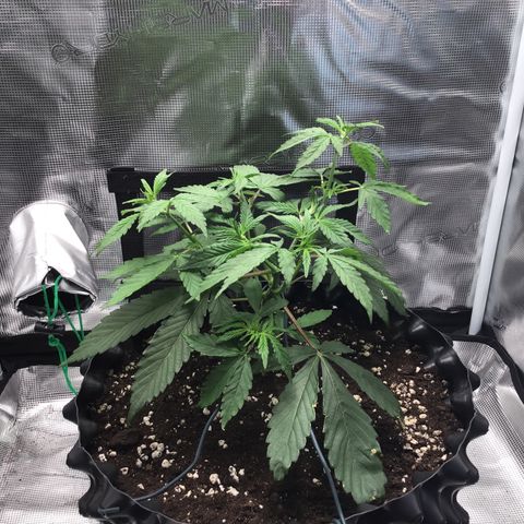 Zkittlez Auto 2022 growlog photo: 50cm, 36.6 DLI