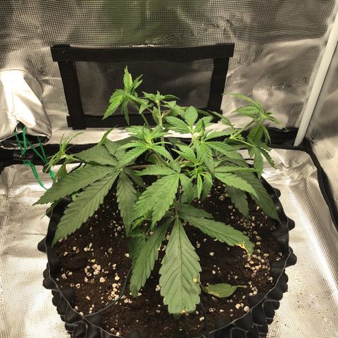 Zkittlez Auto 2022 growlog timeline photo