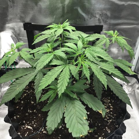 Zkittlez Auto 2022 growlog timeline photo