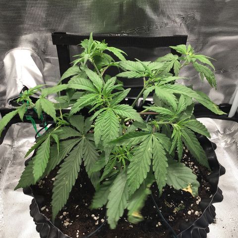 Zkittlez Auto 2022 growlog timeline photo