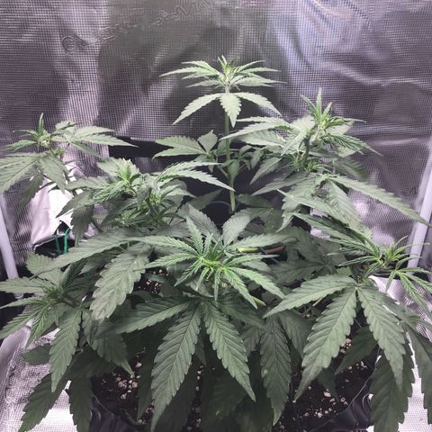 Zkittlez Auto 2022 growlog timeline photo