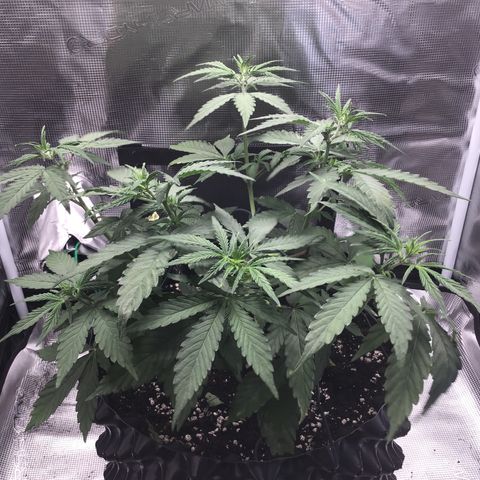 Zkittlez Auto 2022 growlog timeline photo