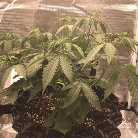 Zkittlez Auto 2022 growlog timeline photo