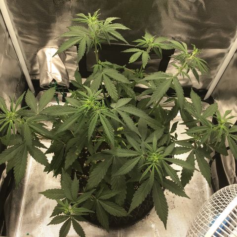 Zkittlez Auto 2022 growlog timeline photo