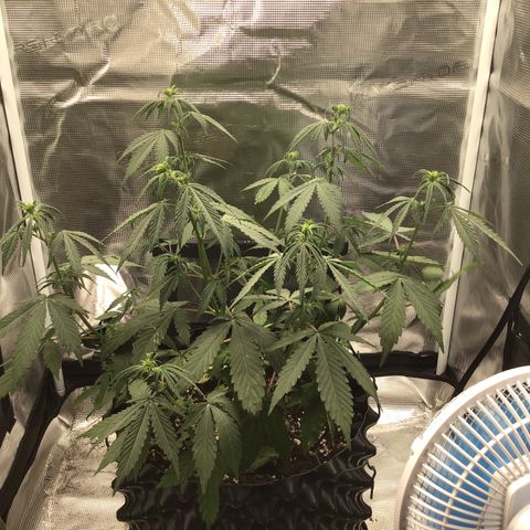 Zkittlez Auto 2022 growlog timeline photo