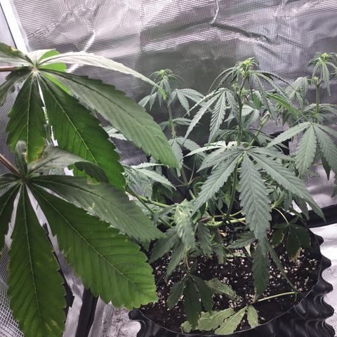 Zkittlez Auto 2022 growlog timeline photo