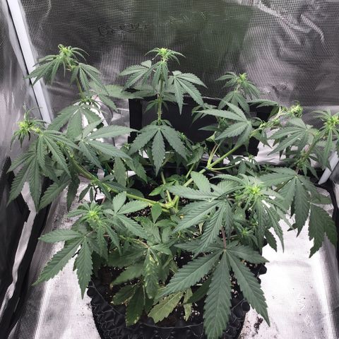 Zkittlez Auto 2022 growlog timeline photo
