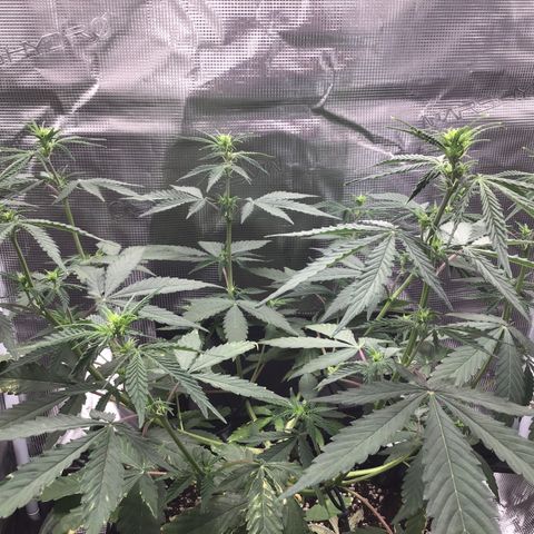 Zkittlez Auto 2022 growlog timeline photo