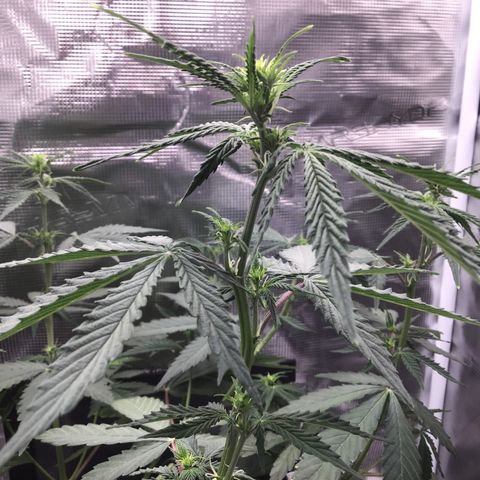 Zkittlez Auto 2022 growlog timeline photo