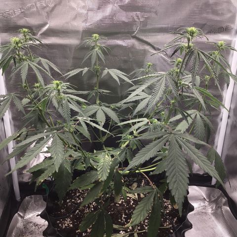 Zkittlez Auto 2022 growlog timeline photo