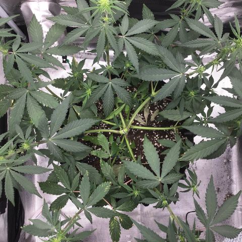 Zkittlez Auto 2022 growlog timeline photo