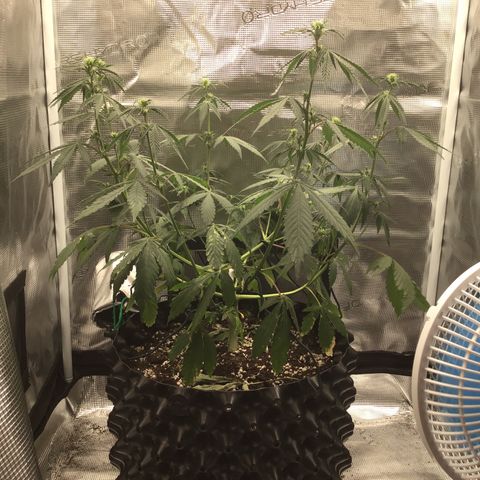 Zkittlez Auto 2022 growlog timeline photo
