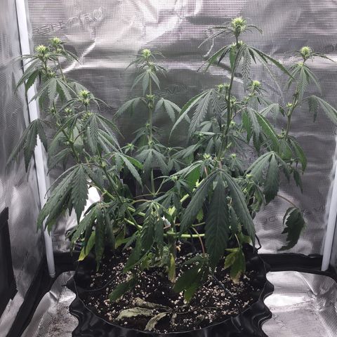 Zkittlez Auto 2022 growlog timeline photo