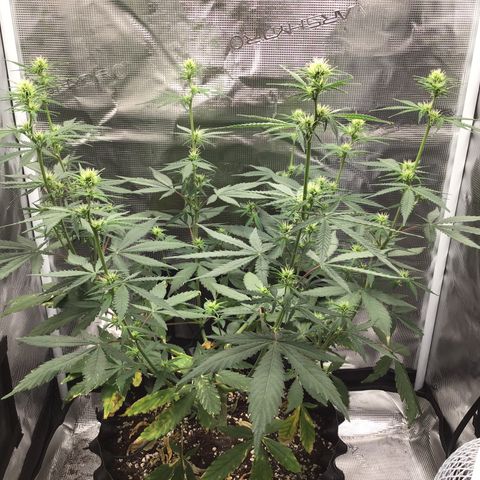 Zkittlez Auto 2022 growlog photo: 41.5 DLI, 31cm