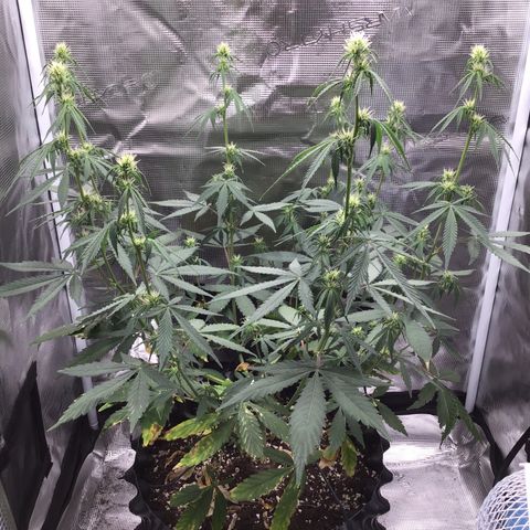 Zkittlez Auto 2022 growlog timeline photo