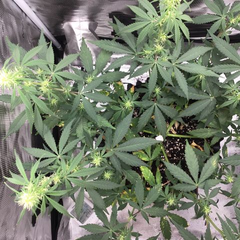 Zkittlez Auto 2022 growlog timeline photo