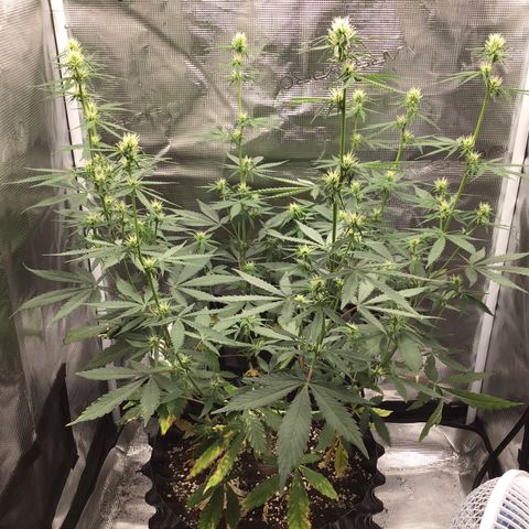 Zkittlez Auto 2022 growlog timeline photo
