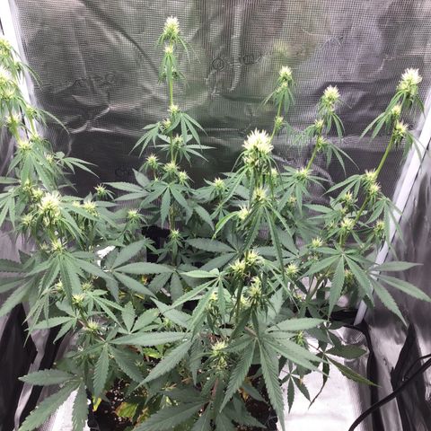 Zkittlez Auto 2022 growlog timeline photo