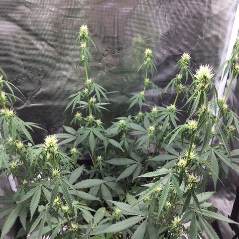 Zkittlez Auto 2022 growlog timeline photo