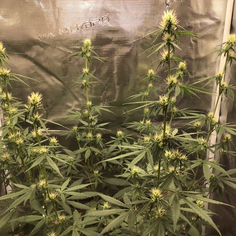 Zkittlez Auto 2022 growlog timeline photo