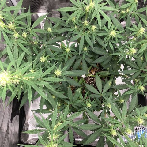 Zkittlez Auto 2022 growlog timeline photo