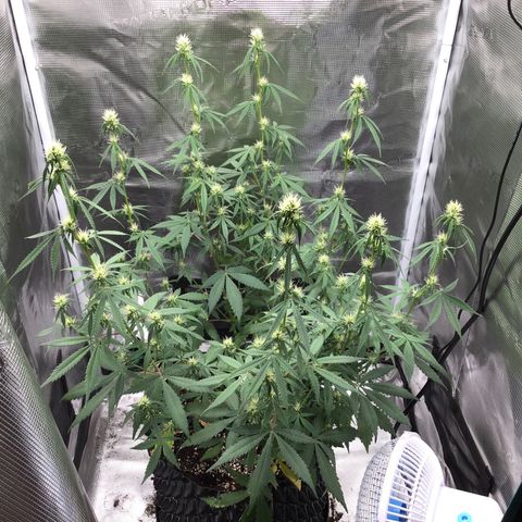 Zkittlez Auto 2022 growlog photo: 25cm light to canopy, 69cm plant