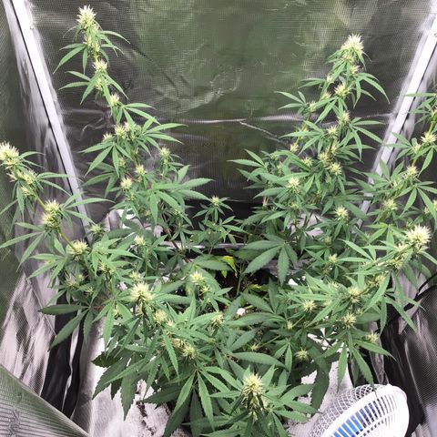Zkittlez Auto 2022 growlog timeline photo