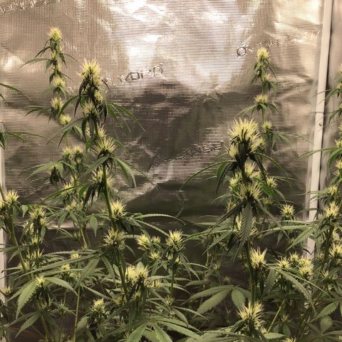 Zkittlez Auto 2022 growlog timeline photo