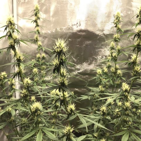 Zkittlez Auto 2022 growlog timeline photo