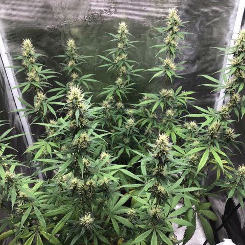 Zkittlez Auto 2022 growlog timeline photo