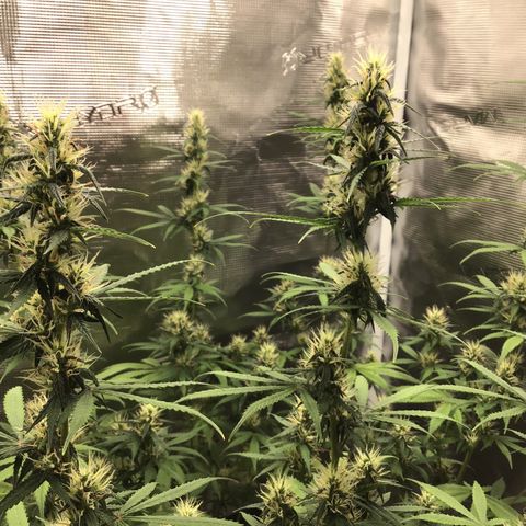 Zkittlez Auto 2022 growlog timeline photo