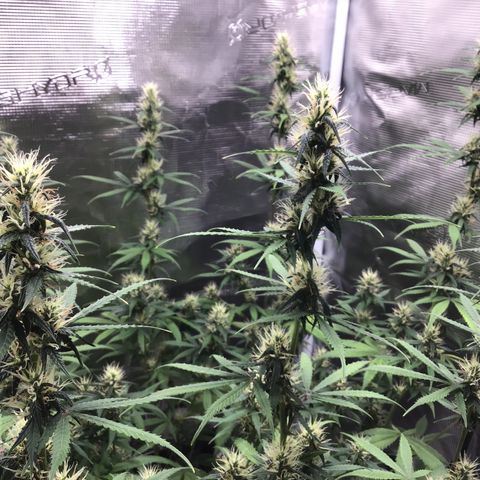 Zkittlez Auto 2022 growlog timeline photo