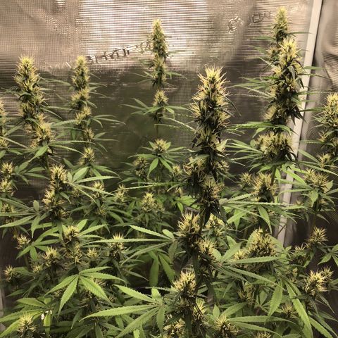 Zkittlez Auto 2022 growlog photo: 27cm from light