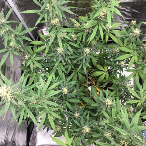 Zkittlez Auto 2022 growlog photo: 27cm from light