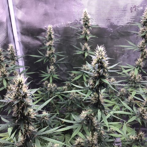 Zkittlez Auto 2022 growlog timeline photo