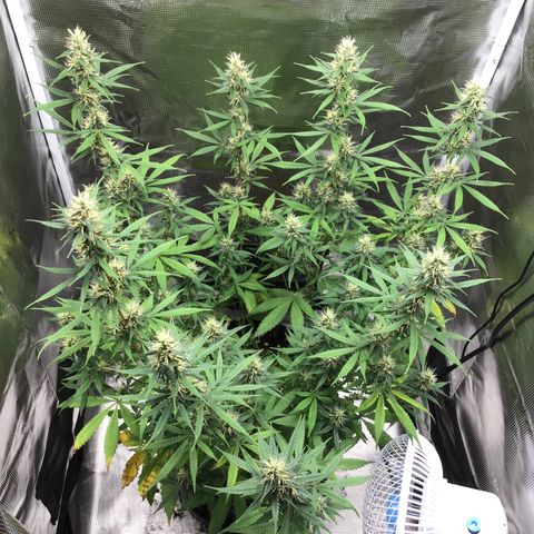 Zkittlez Auto 2022 growlog photo: 27cm from light