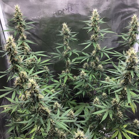 Zkittlez Auto 2022 growlog timeline photo