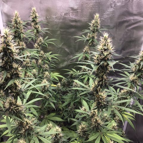 Zkittlez Auto 2022 growlog timeline photo