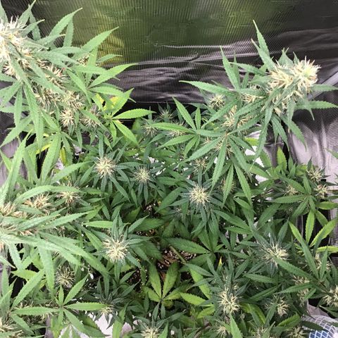 Zkittlez Auto 2022 growlog timeline photo