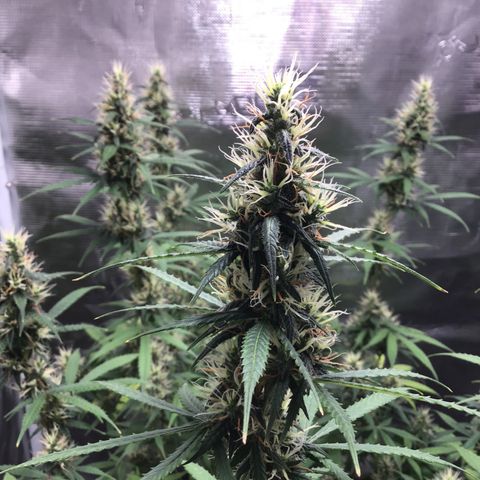 Zkittlez Auto 2022 growlog timeline photo